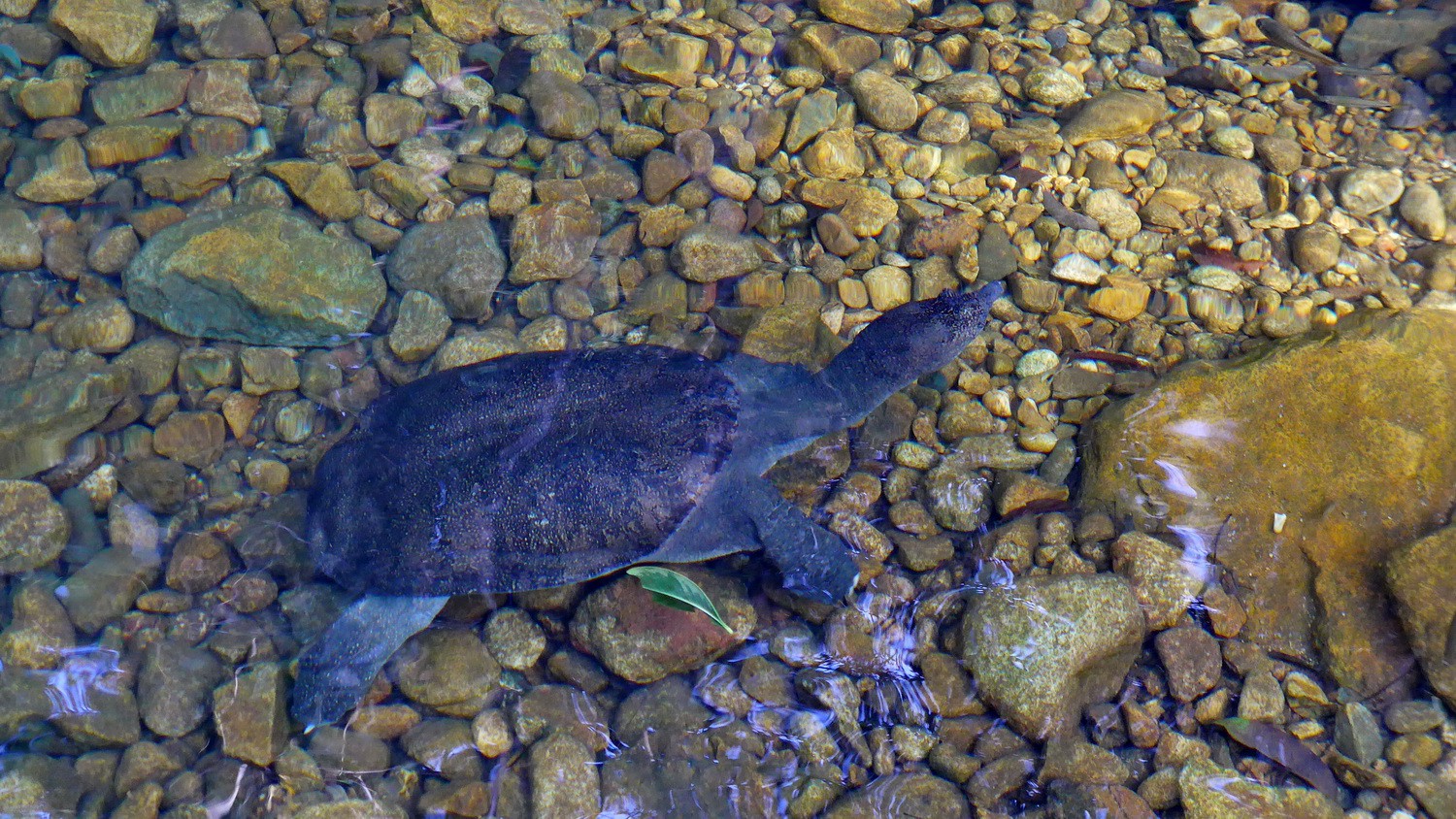 Turtle in the water of Klong Plu
